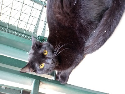 #PraCegoVer: Fotografia do gato Black, ele está olhando fixamente para a câmera, seus olhos são amarelo e sua cor é preta.